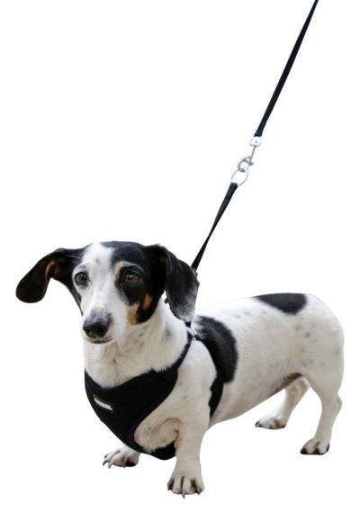 KERBL Мек нагръдник с повод 24-44 см бежов